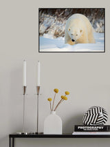 Polar Giant Poster och Canvastavla