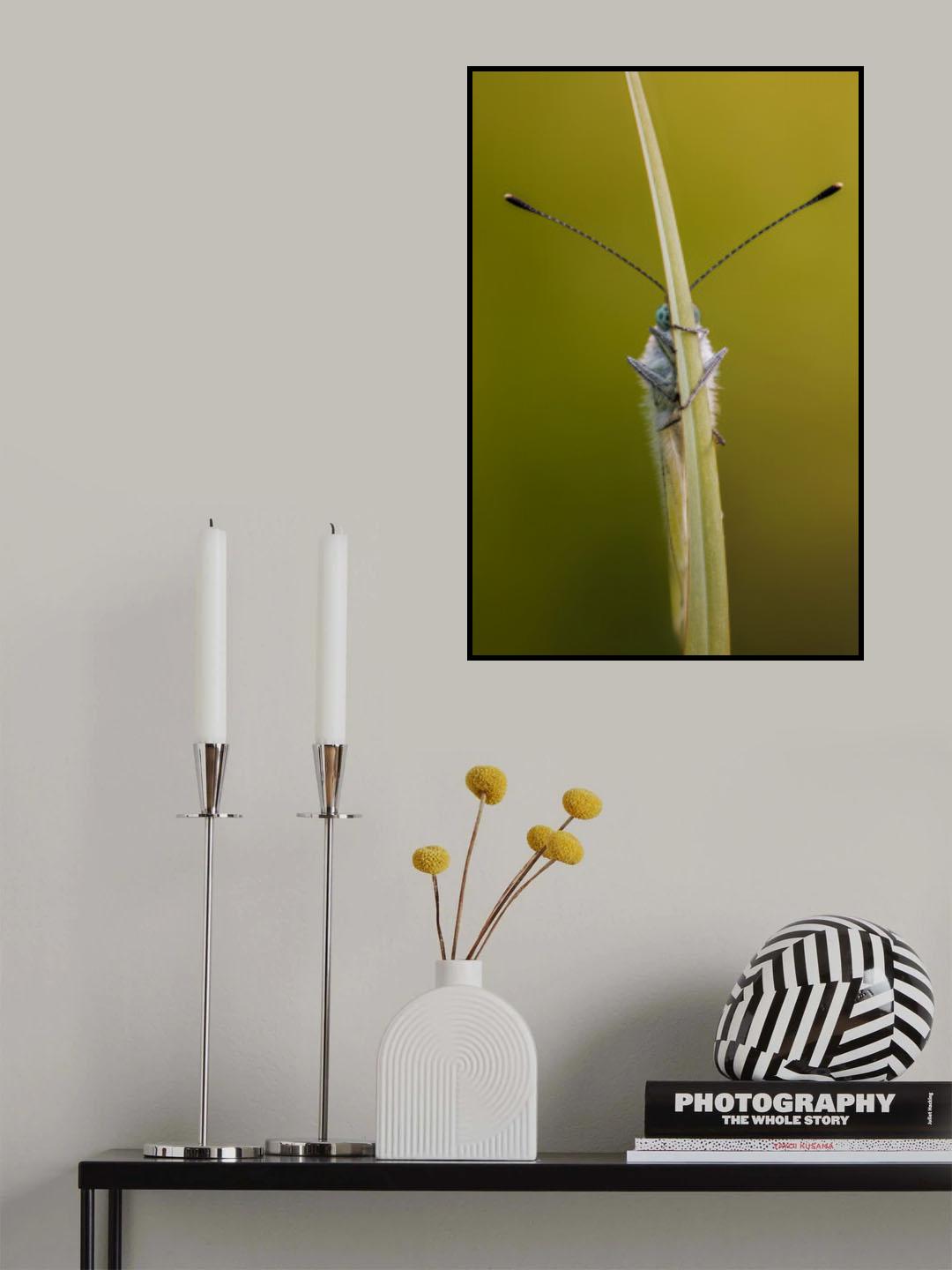 Green-veined white Poster och Canvastavla