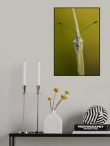 Green-veined white Poster och Canvastavla