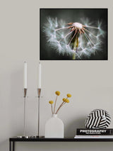 Dandelion fluff Poster och Canvastavla