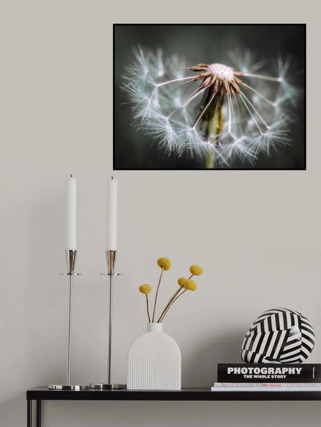 Dandelion fluff Poster och Canvastavla