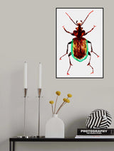 Caterpillar hunter beetle or Calosoma scrutator Poster och Canvastavla