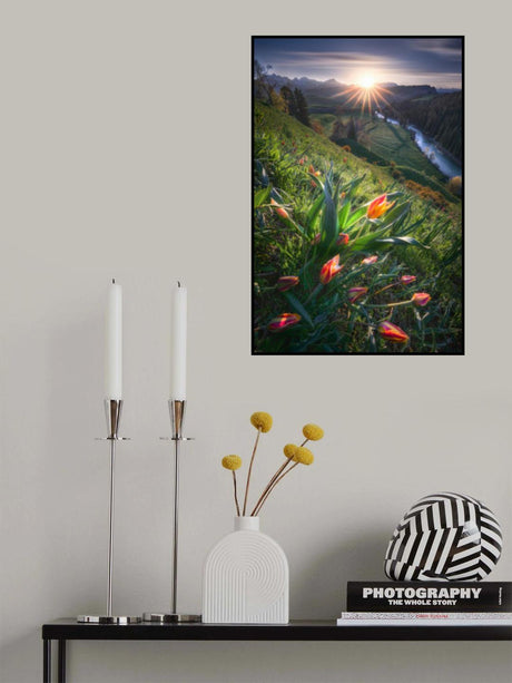Blooming Wild Tulip Poster och Canvastavla