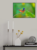A Painted Bunting Rested on a Perch Poster och Canvastavla
