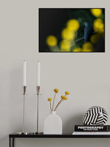 Common cuckoo Poster och Canvastavla