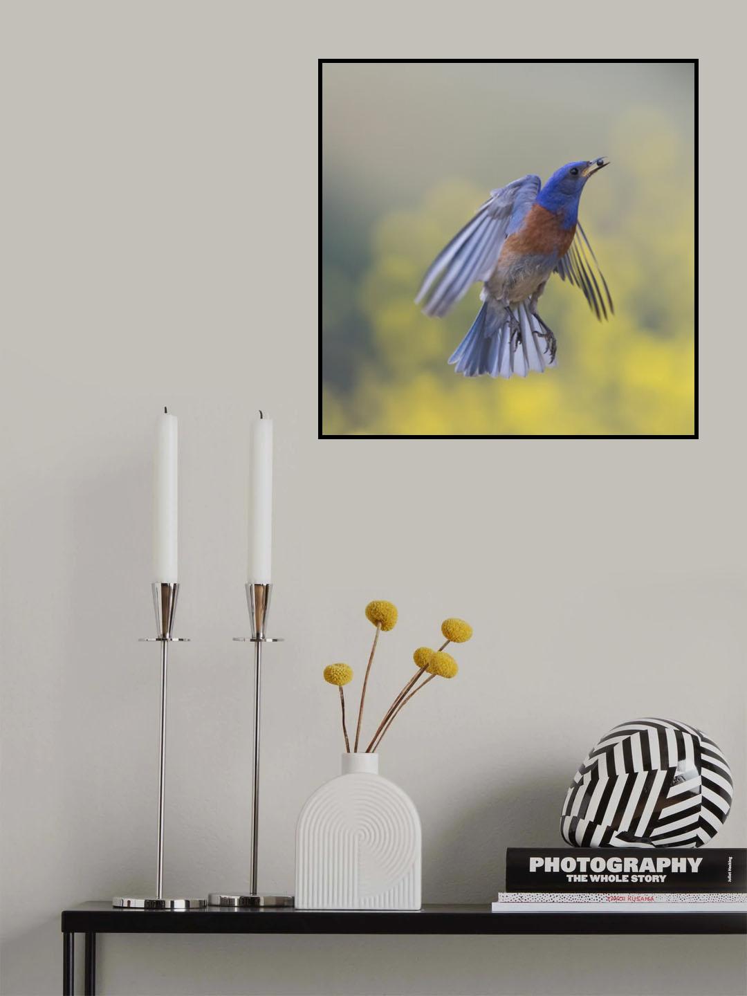 blue bird in flight Poster och Canvastavla