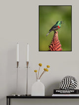 The singing  sunbird Poster och Canvastavla