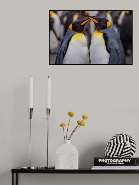 King Penguins in Snowy Day Poster och Canvastavla