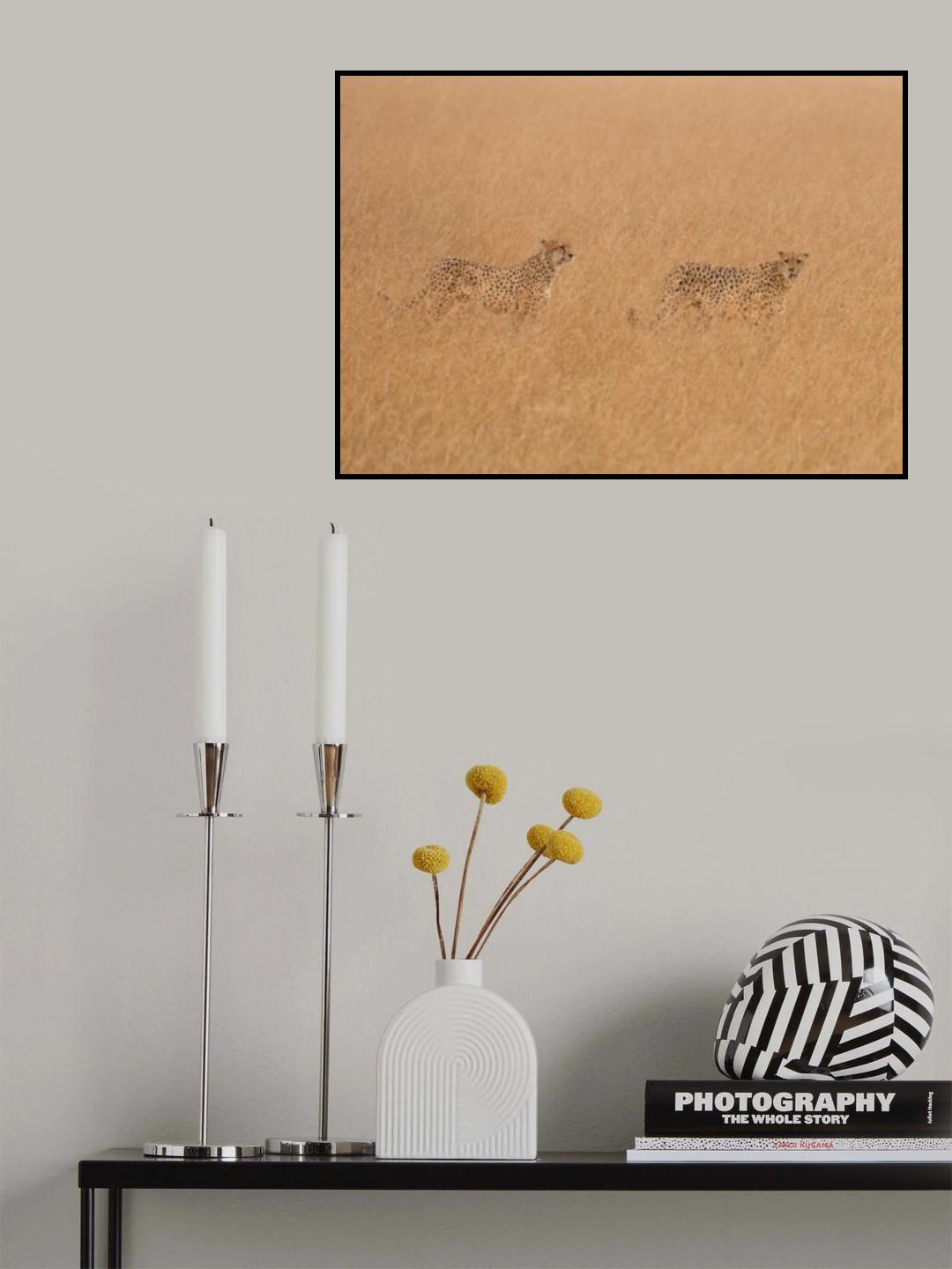 Cheetahs Looking For Prey Poster och Canvastavla