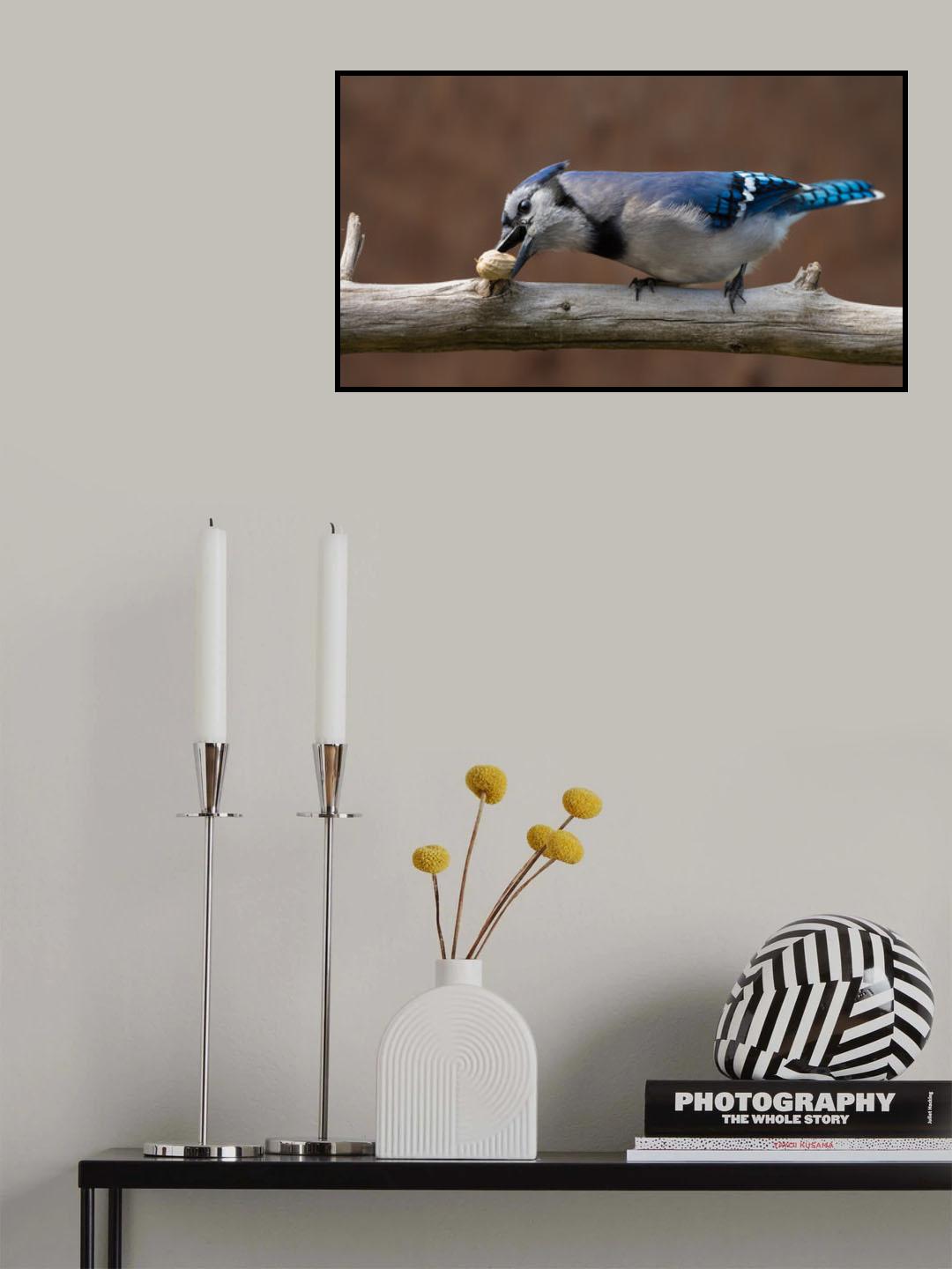 Blue jay peanut tree Poster och Canvastavla