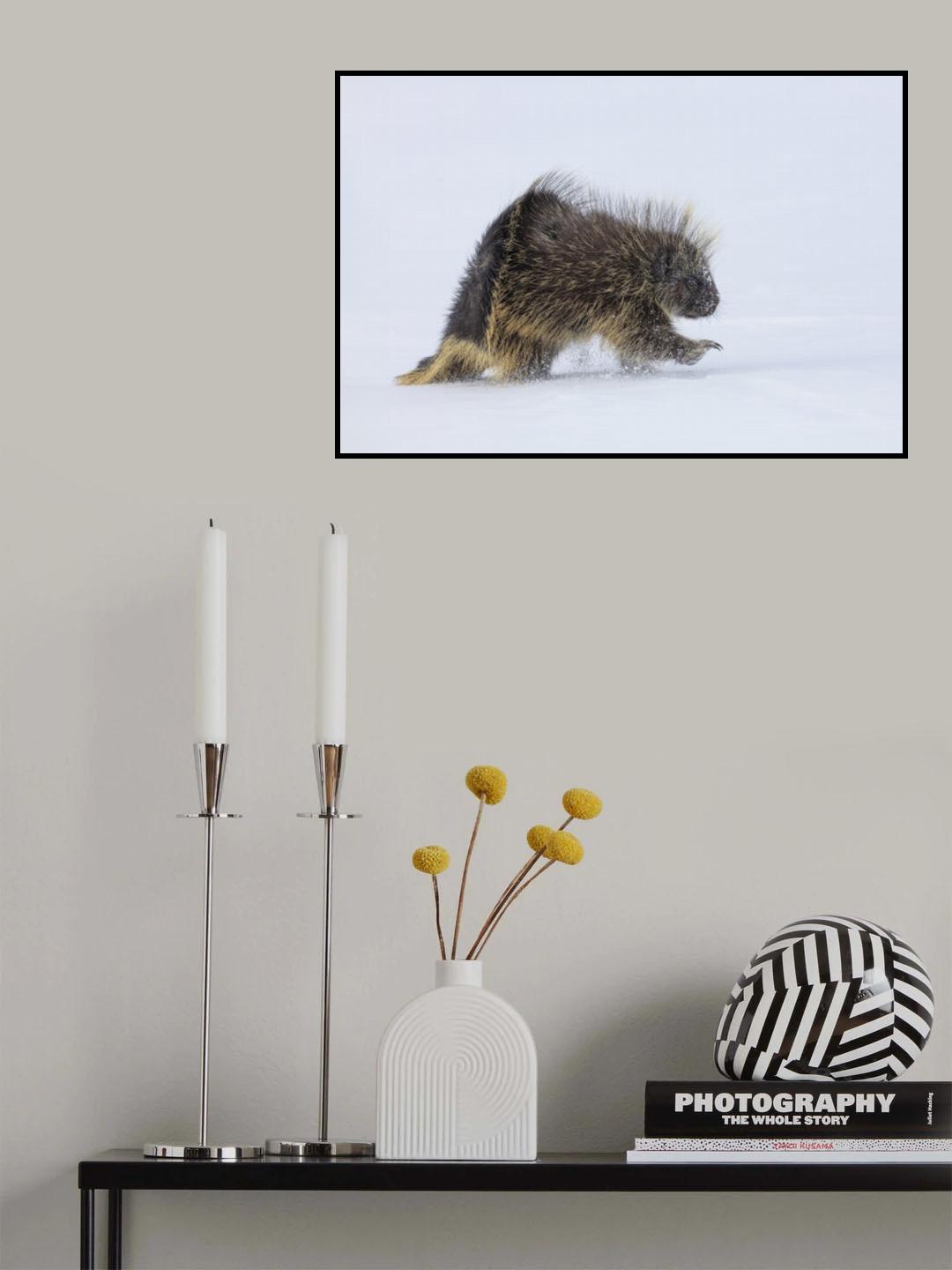 Porcupine in a winter Storm Poster och Canvastavla