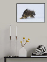 Porcupine in a winter Storm Poster och Canvastavla