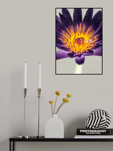 Water Lilly Poster och Canvastavla
