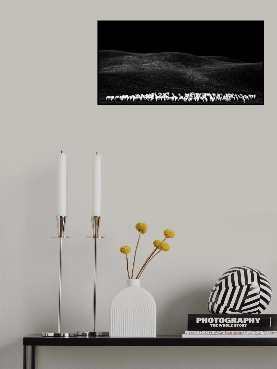 white sheps Poster och Canvastavla