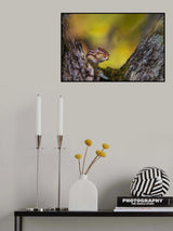 Hokkaido chipmunk　（Tamias sibiricus lineatus） Poster och Canvastavla