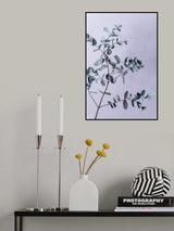 Eucalyptus 13 Poster och Canvastavla