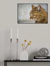 tabby cat Poster och Canvastavla