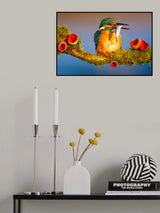 Queenfisher in color ecstasy Poster och Canvastavla