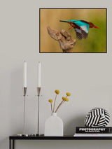 White Throated Kingfisher Poster och Canvastavla