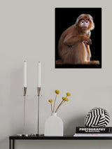 Javan Langurs Poster och Canvastavla