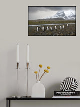 March of king penguins Poster och Canvastavla