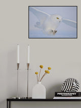 Golden eyes on the hunt Poster och Canvastavla