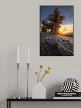 Sunrise Over Ancient Tree Poster och Canvastavla