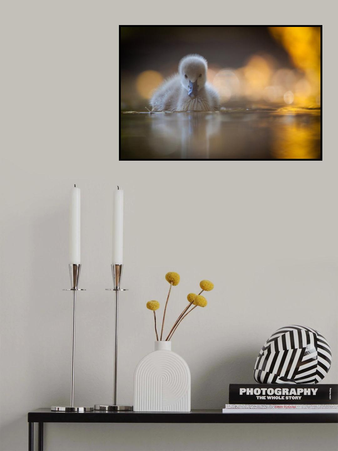 Black swan Poster och Canvastavla