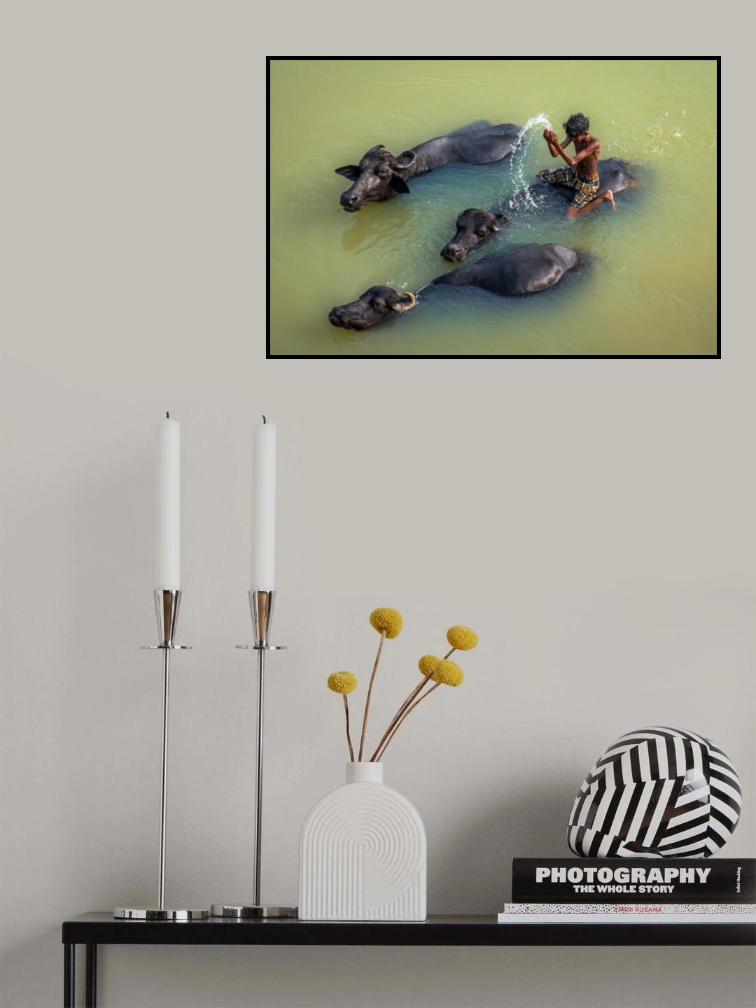 Boy Bathing with Water Buffalo Poster och Canvastavla