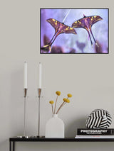 Actias Poster och Canvastavla