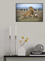 Lovers Poster och Canvastavla