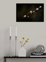 early spring Poster och Canvastavla