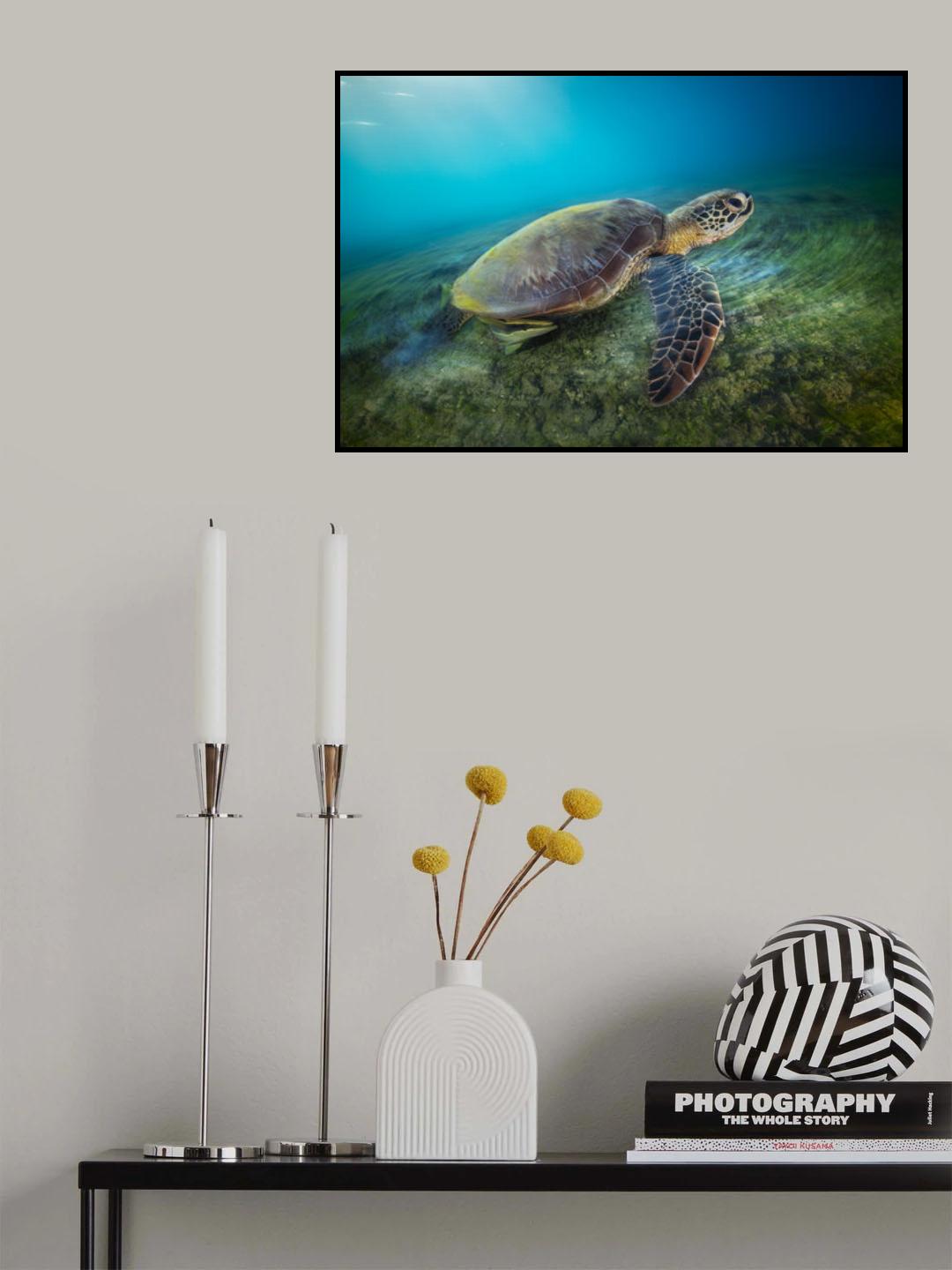 Green turtle Poster och Canvastavla