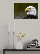 American eagle Poster och Canvastavla
