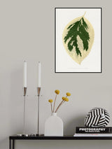 Hydrangea Japonica Variegata Leaf Illustration Poster och Canvastavla