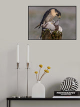 Peregrine Falcon with prey Poster och Canvastavla