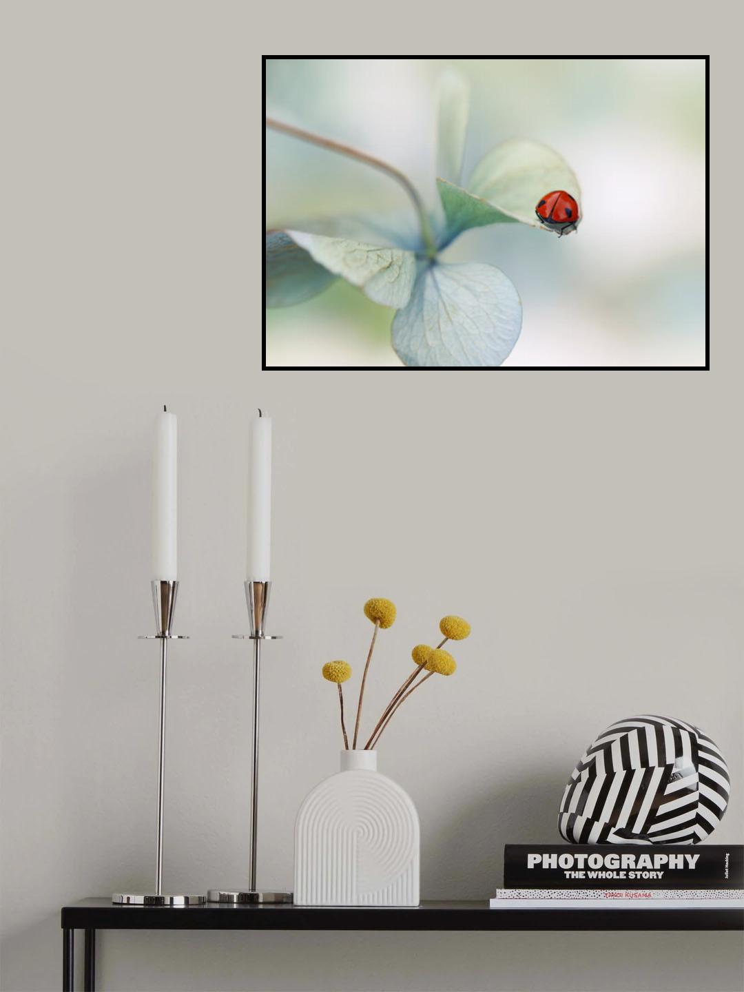 Ladybird on hydrangea.... Poster och Canvastavla