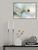 Ladybird on hydrangea.... Poster och Canvastavla