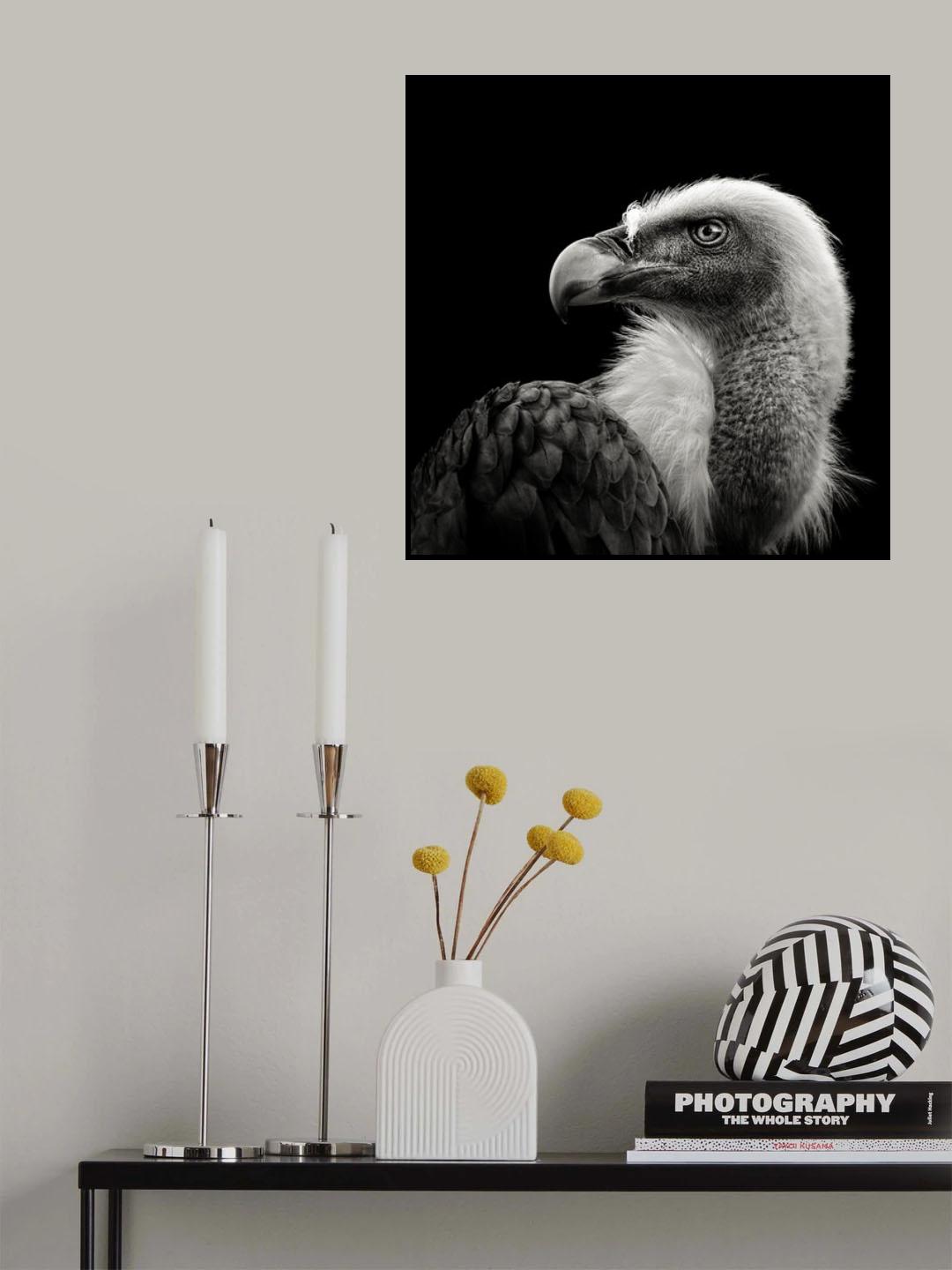 Eurasian Griffon Poster och Canvastavla