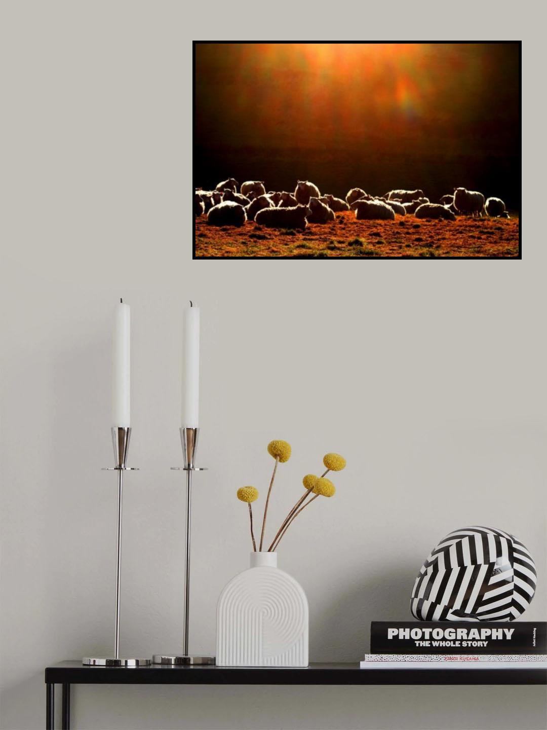 Sheep Poster och Canvastavla