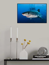 Great White Poster och Canvastavla