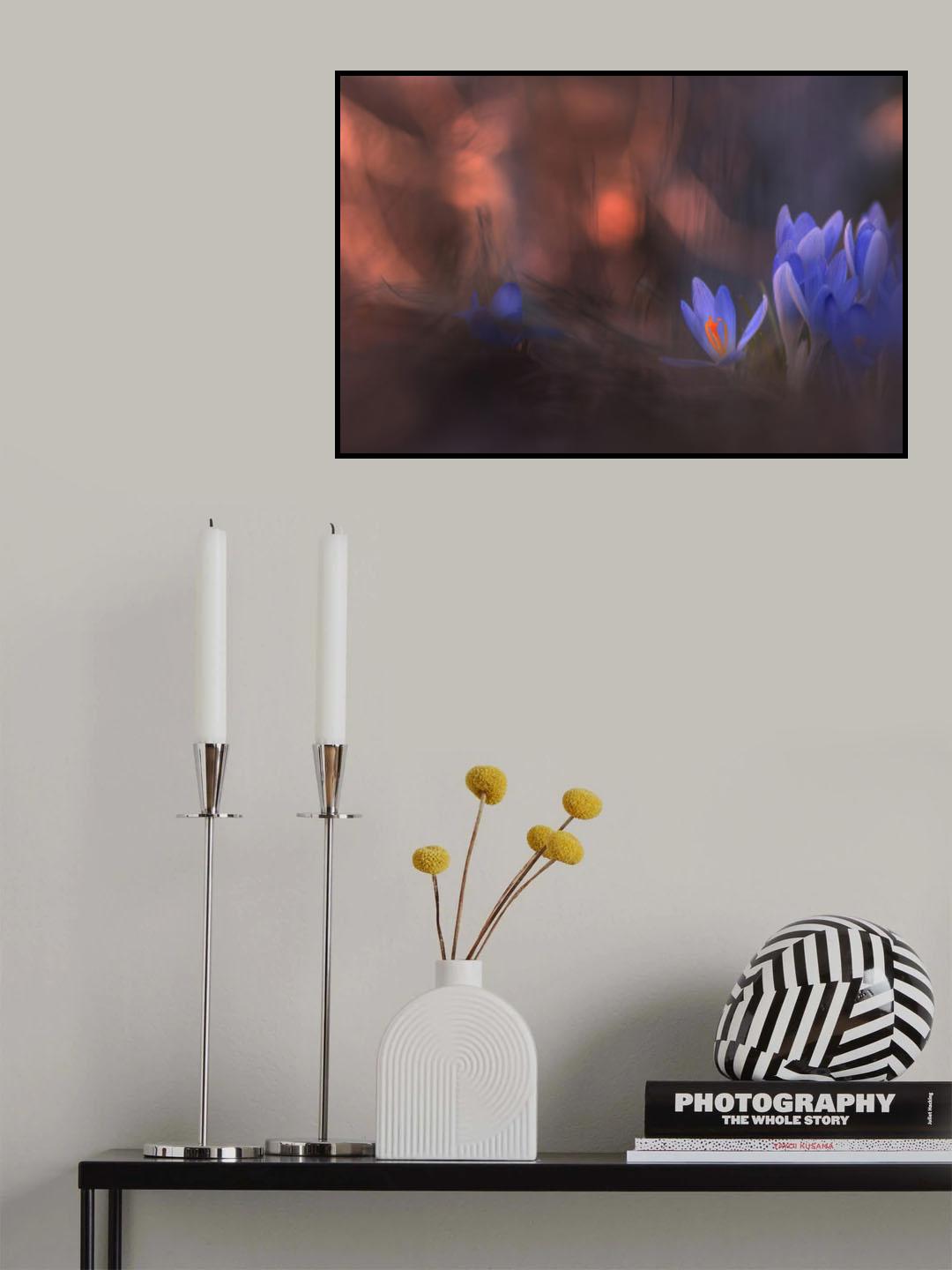 Krokus i varmt ljus. Poster och Canvastavla