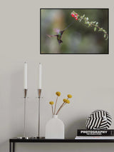Sward_Billed Hummingbird Poster och Canvastavla