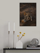 Leopard Mating Poster och Canvastavla