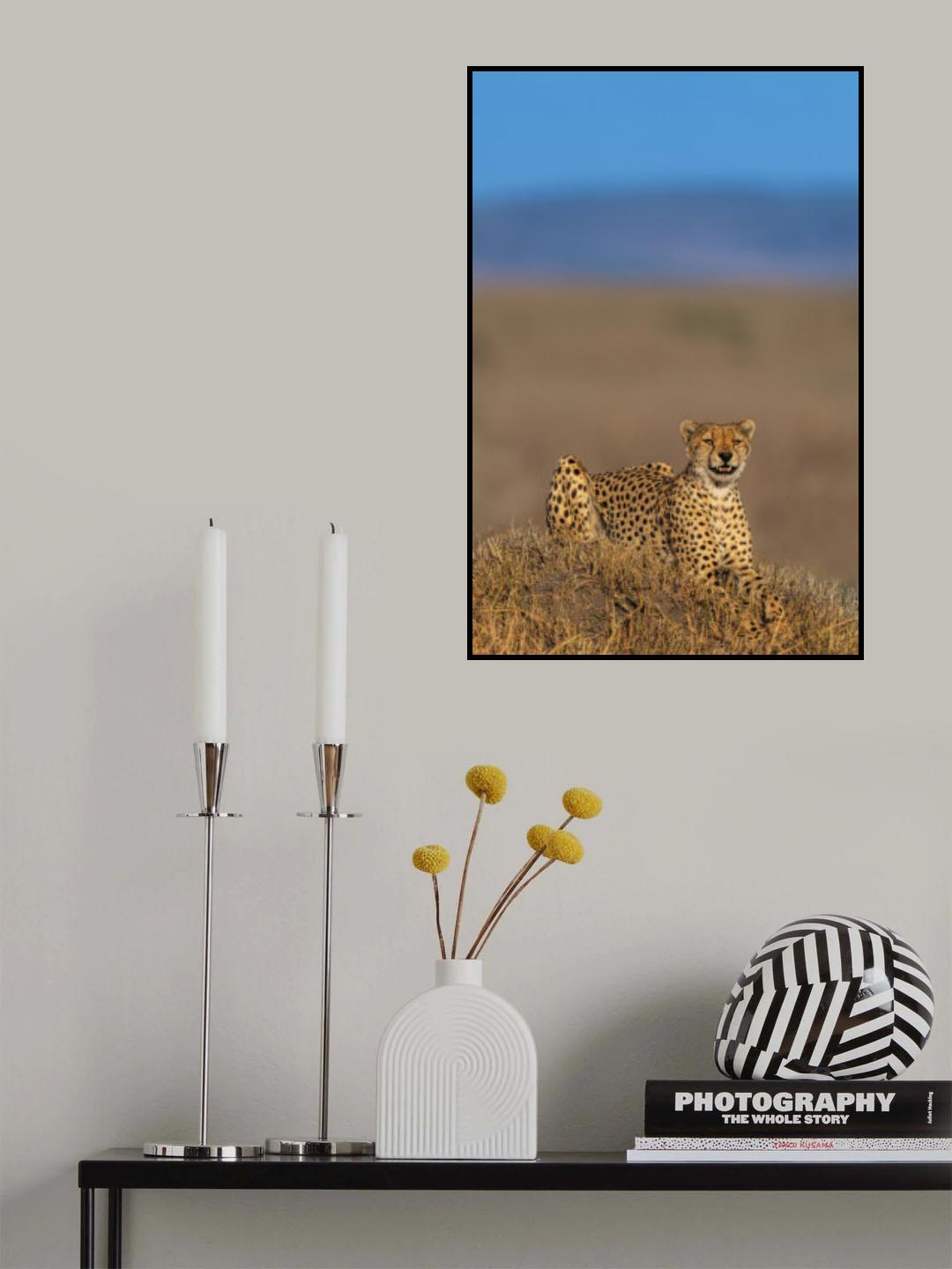 Cheetah Poster och Canvastavla