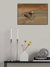 Mandarin Duck Poster och Canvastavla