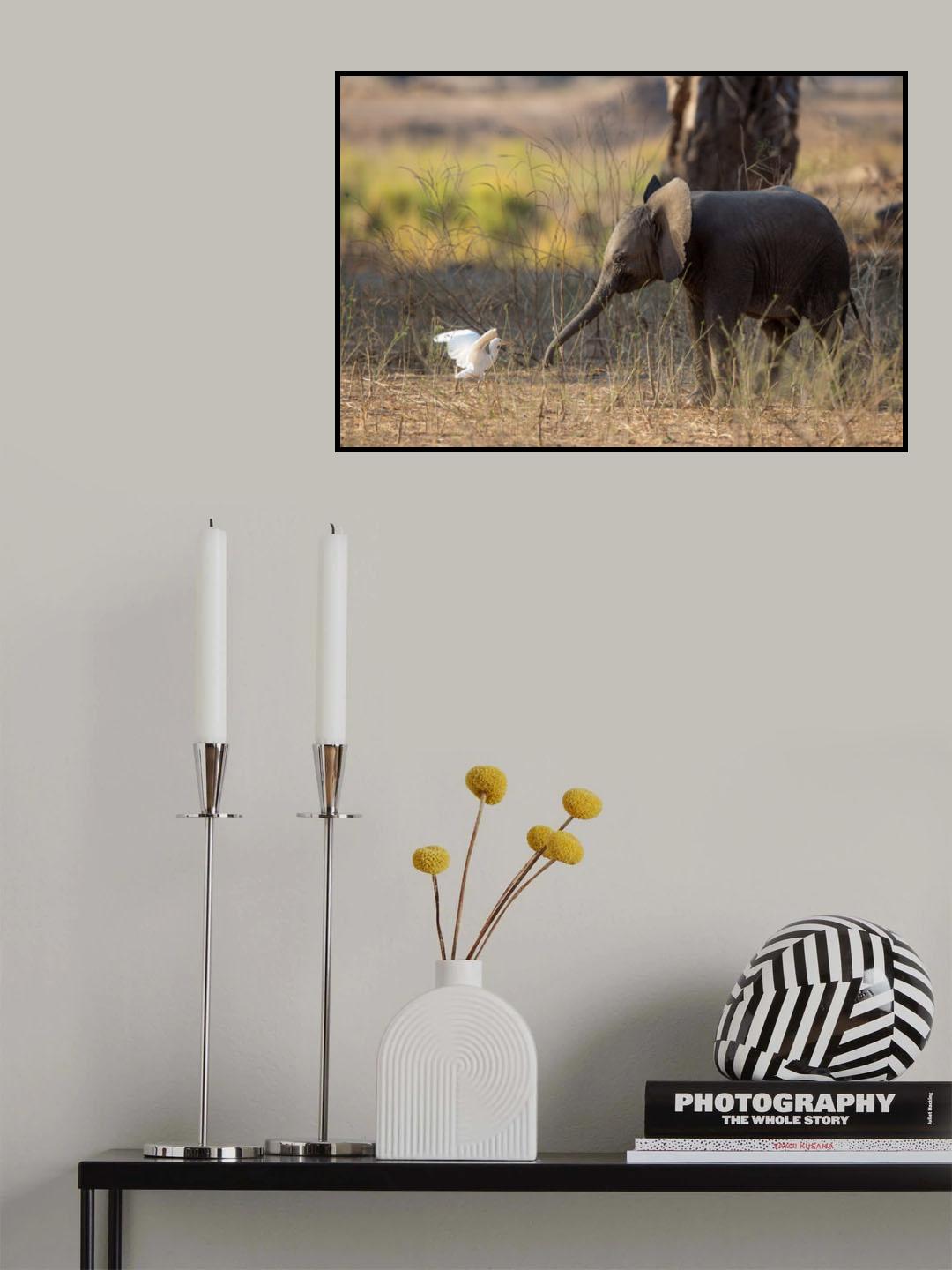 Elephant Cub VS Egret Poster och Canvastavla