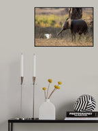Elephant Cub VS Egret Poster och Canvastavla