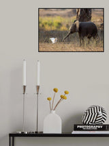 Elephant Cub VS Egret Poster och Canvastavla