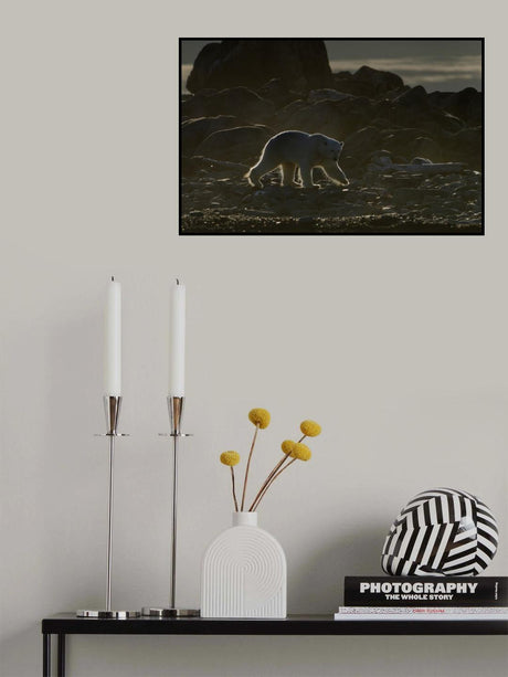 Golden bear Poster och Canvastavla
